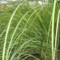 بذور عشبة الاذخر المكي ( Cymbopogon Schoenanthus )