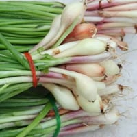 بذور بصل اخضر اسباني ( Allium cepa )