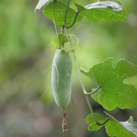 بذور الشلو - المغد ( Coccinia grandis )