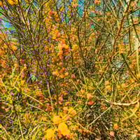 ‫بذور الطلح الاسترالي - سنط سكلوسبرما‬ ( Acacia sc...