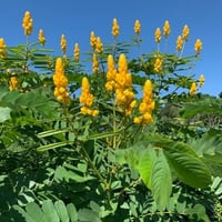 بذور شجيرة كاسيا ألاتا - كاسيا شمعدان ( Senna alat...