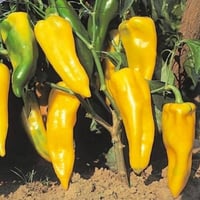 بذور الفلفل الاصفر الحلو ( Capsicum annuum )