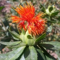 بذور نبات العصفر - القرطم - الجرجوم ( carthamus ti...