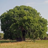 ‫بذور شجرة التبلدي - الباوباب‬ ( Adansonia )