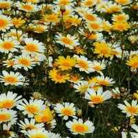 بذور الاقحوان التاجي - الأراولا ( Chrysanthemum co...