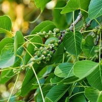 بذور فيكس لسان العصفور ( Ficus religiosa )
