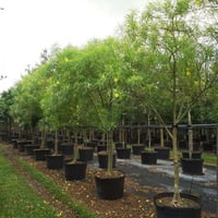 بذور شجيرة تيفيتيا ( Thevetia peruviana )