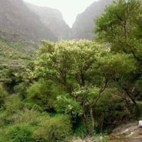 بذور شجرة طلح الضهيان - العسق ( Acacia asak )