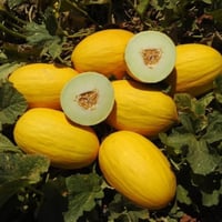 بذور شمام كناري أصفر ( Cucumis melo )