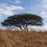 بذور القرض الافريقي ( Acacia nilotica )