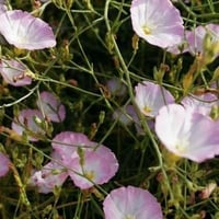 بذور رخامى الرشا ( convolvulus pilosellifolius Des...
