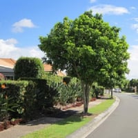 بذور شجرة هاربوليا - خشب التوليب ( Harpullia pendu...