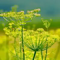 بذور الشمر البري ( Foeniculum vulgare )
