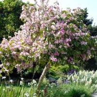 بذور البوهينيا - خف ‫الجمل ( Bauhinia variegata )