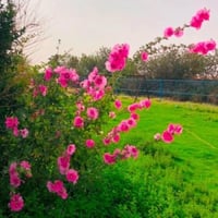 بذور زهرة الختمية الوردية ( Althaea )