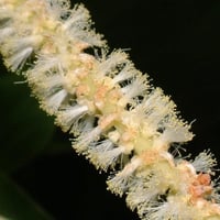بذور شجرة طلح - أكاسيا مانقيوم‬ ( acacia mangium )