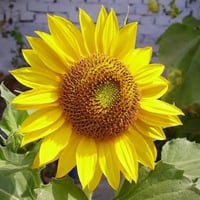 بذور دوار الشمس الأصفر ( Helianthus annuus )