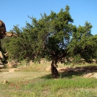 بذور شجرة الأرجان - الأركان ( Argania spinosa )