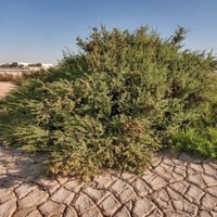 بذور شجيرة الروثة الرعوية ( Salsola vermiculata )