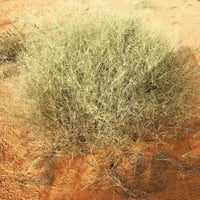 بذور الثمام - الدخن ( panicum turgidum )