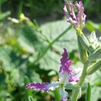 بذور الشقارى ( Matthiola longipetala )