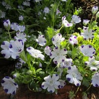 بذور زهرة البقع الخمس ( Nemophila maculata )