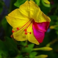 بذور زهرة شب الليل ثنائية اللون - وردي وأصفر ( Mir...