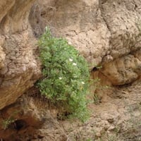 بذور اللصف - الشفلح الجبلي ( Capparis cartilaginea...