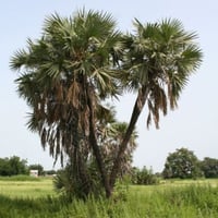 بذور نخيل الدوم ( Hyphaene thebaica )