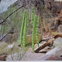 بذور اليسر أو البان العربي أو المورينجا العربي ( M...