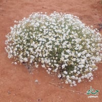 بذور زهور القحويان - الاقحوان البري ( Anthemis des...