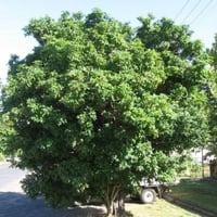 بذور شجرة هاربوليا - خشب التوليب ( Harpullia pendu...