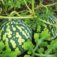 بذور البطيخ الكروي ( Citrullus lanatus )