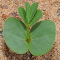 بذور سنا الصينية - المنجلية ( Senna obtusifolia )