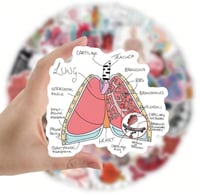 ملصقات تشريح الجسم ملونة (50 حبة) - Colored Human...