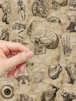 ملصقات تشريح الجسم (56 حبة) - Human Anatomy Sticke...