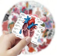 ملصقات تشريح الجسم ملونة (50 حبة) - Colored Human...