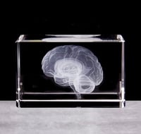 3D Brain Crystal Model