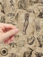 ملصقات تشريح الجسم (56 حبة) - Human Anatomy Sticke...