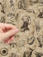 ملصقات تشريح الجسم (56 حبة) - Human Anatomy Sticke...