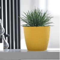 وعاء نباتي ويتي مستدير