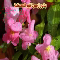 بذور فم السمكة