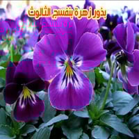 بذور بنفسج الثالوث