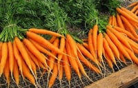 بذور نبات الجزر ( Raphanus sativus )