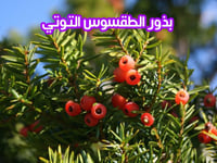 بذور الطقسوس التوتي