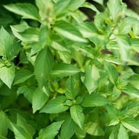 بذور ريحان الليمون