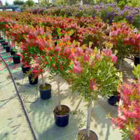 بذور فرشاة‬ ‫الزجاج‬ ‫- Callistemon Viminalis