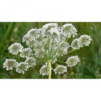 بذور عشبة اليانسون