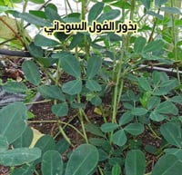 بذور الفول السوداني