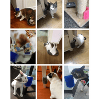 القط النفس غرومر مع النعناع البري القطط الناعمة جد...